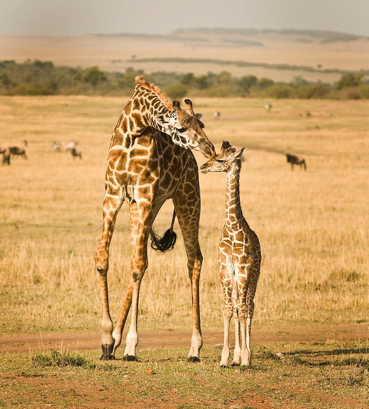 giraffe kiss - ID: 13976579 © Dawn Miller