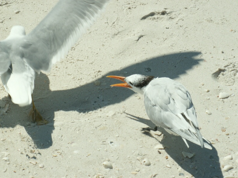 Terns Fight