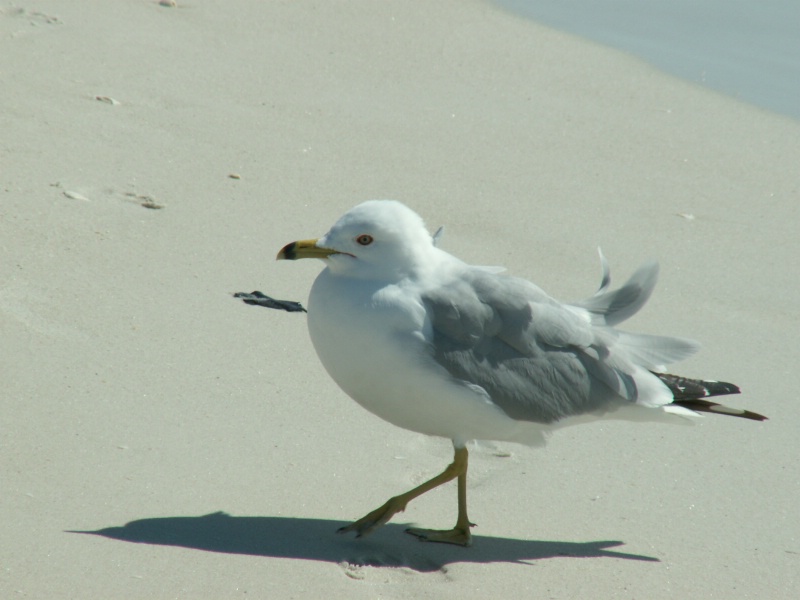 Seagull's Strutting