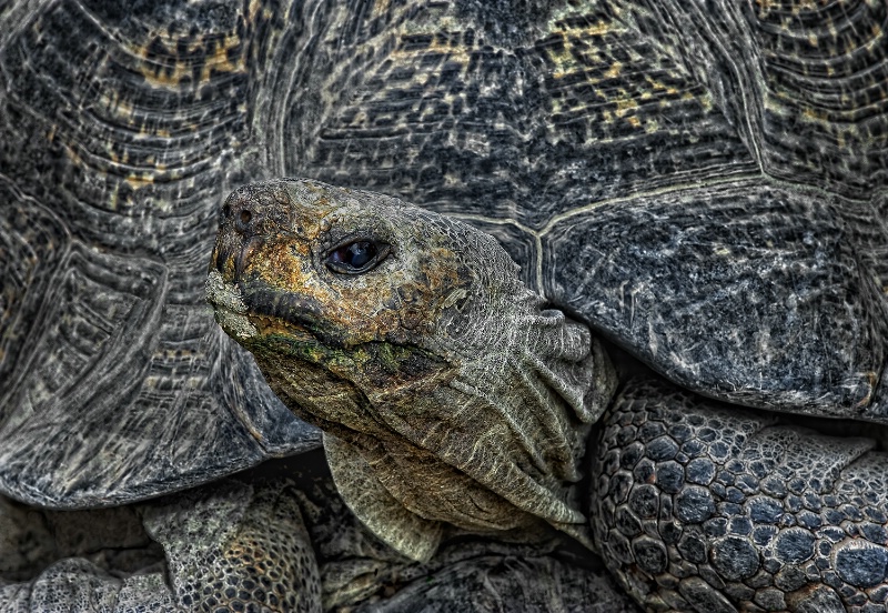 leopard tortoise