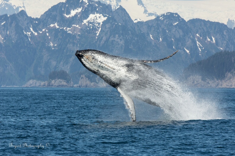 Humpback Whale sequence 1/1