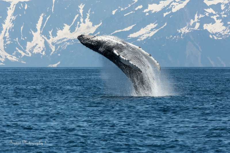 Humpback Whale sequence 2/1
