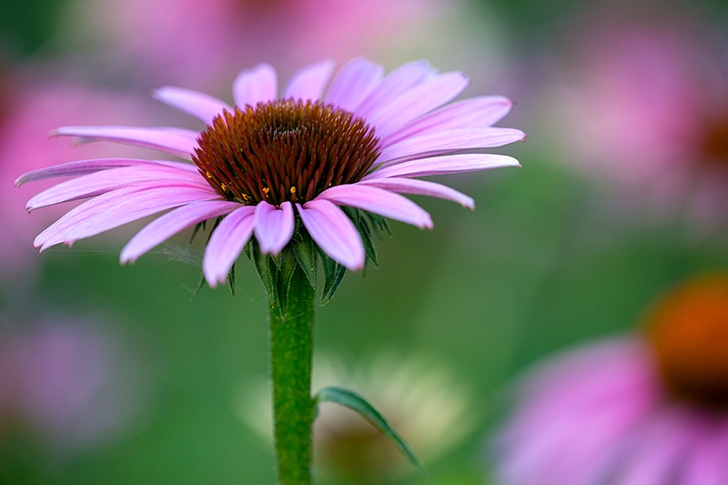 Cone Flower