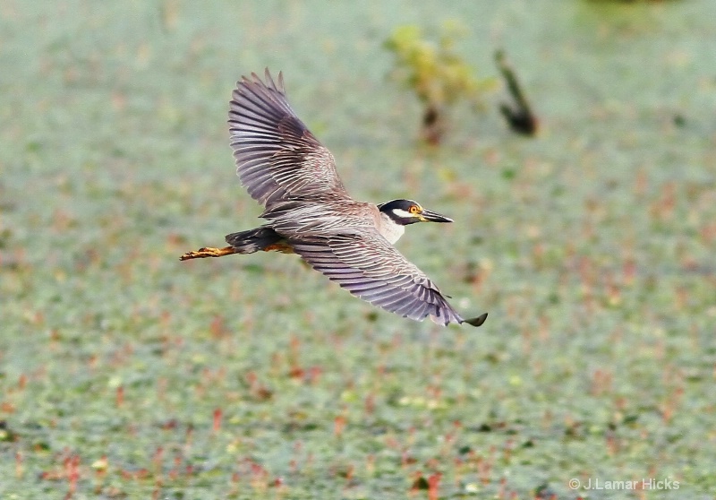 Yel-crowned night heron-flight