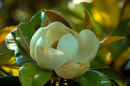 Magnolias in the Deep South - Atlanta