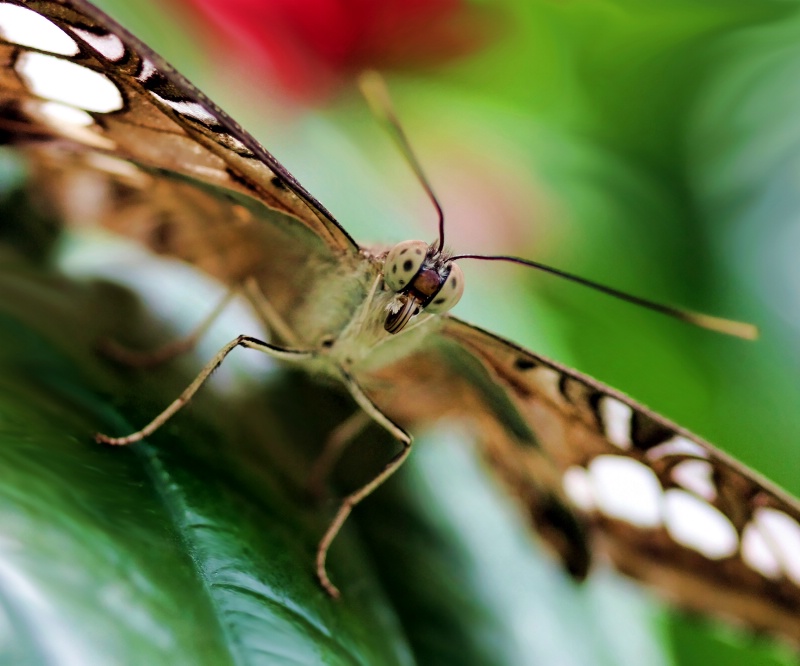 Butterfly on a Leaf