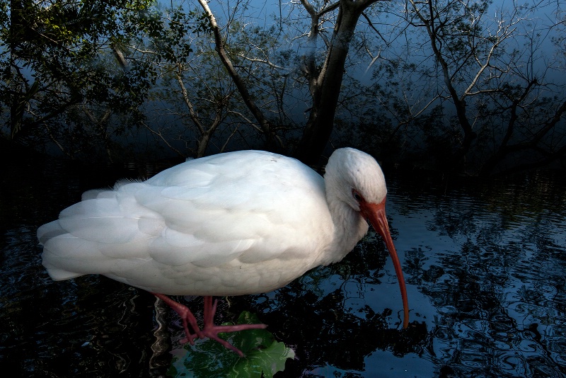 Marsh Lands