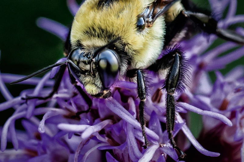 Bee on Minarda