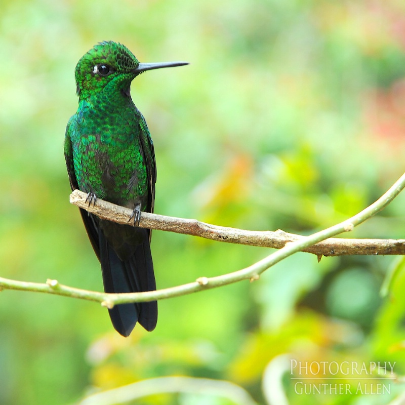 Green-crowned Brilliant at Rest
