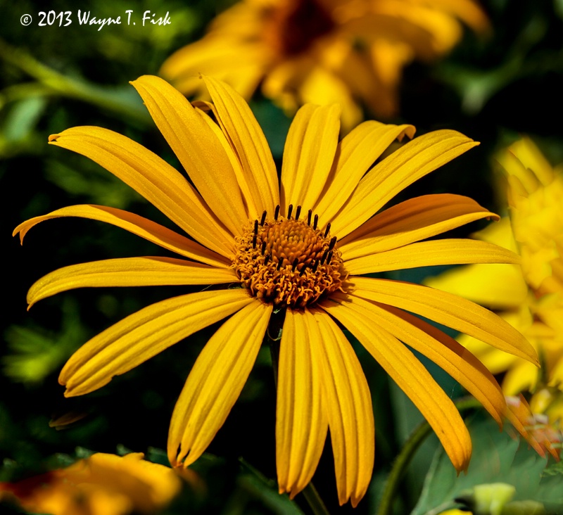 Sunshine in a Flower