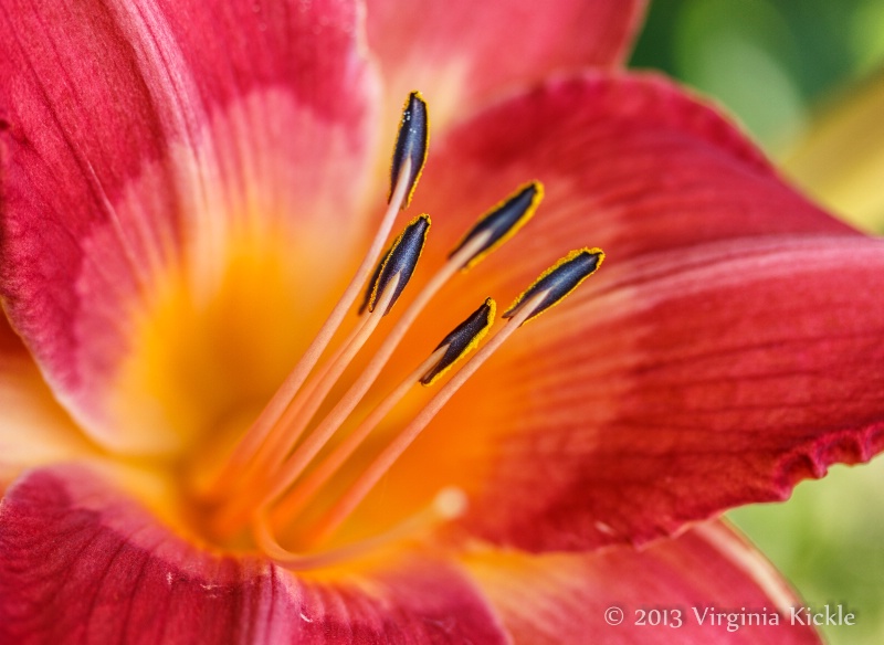 Heart of a Lily