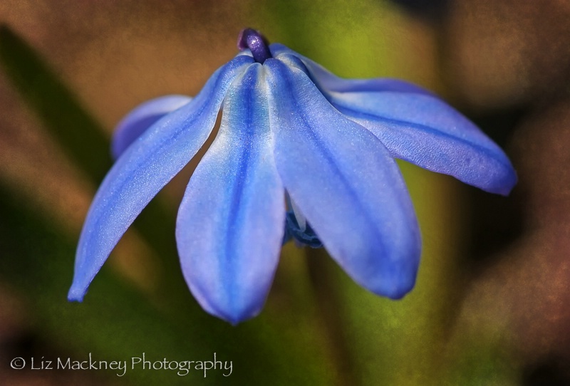 Siberian Squill 2