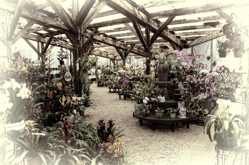Greenhouse at Selby Gardens