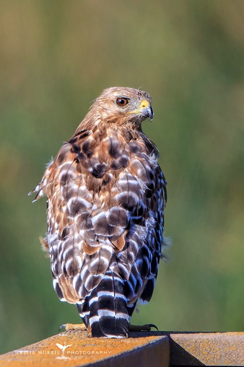 Red-shouldered Hawk  - ID: 13980251 © Leslie J. Morris