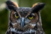Portrait of a Owl