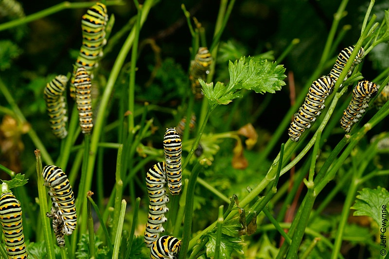 Eastern Black Swallowtail Caterpillars - ID: 13984172 © Jeff Gwynne