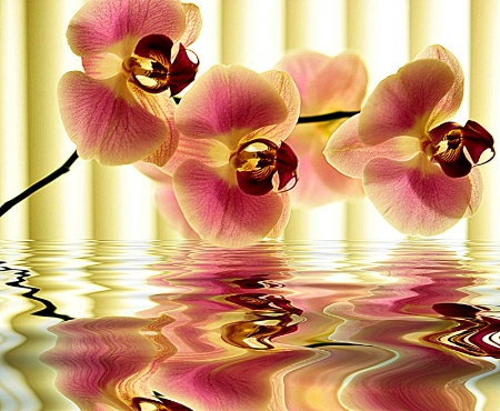 Orchid Reflections