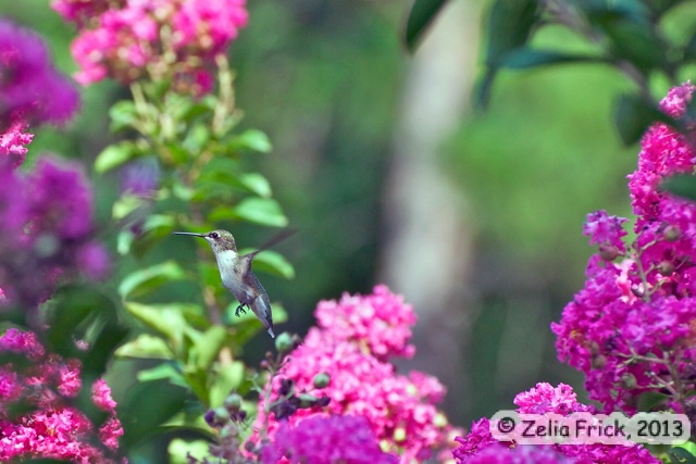 Hummingbird in Crape Myrtle - ID: 13986662 © Zelia F. Frick