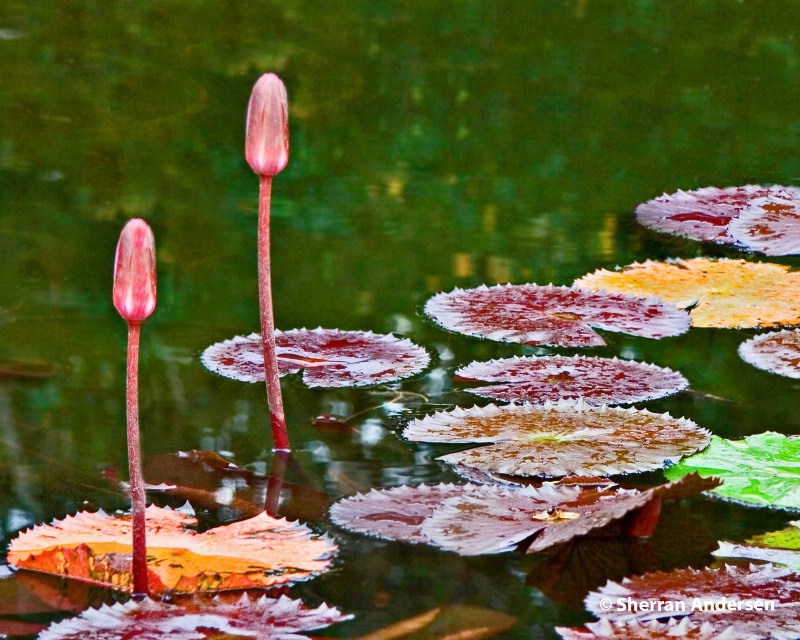 Water Blooms