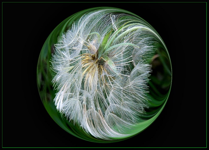Dandelion Sphere