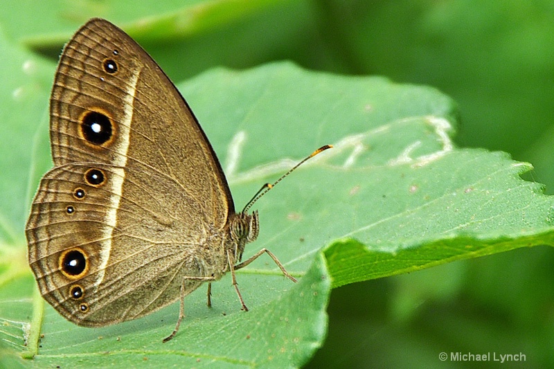 Butterfly: Mycalesis madjicosa