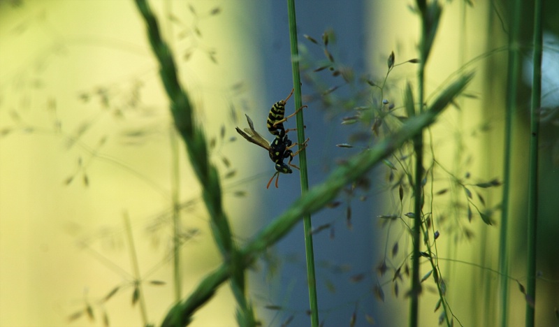 hornet hiding in the grass