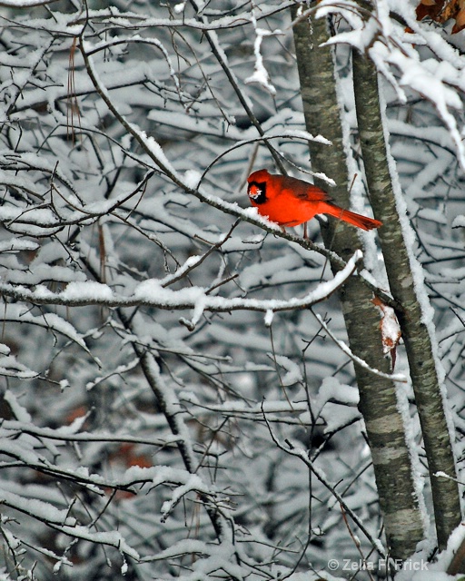 Snow Eating Cardinal - ID: 13988144 © Zelia F. Frick