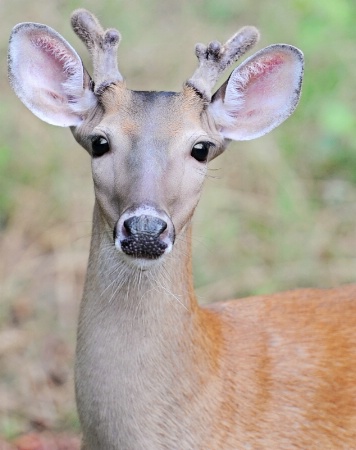 A young buck