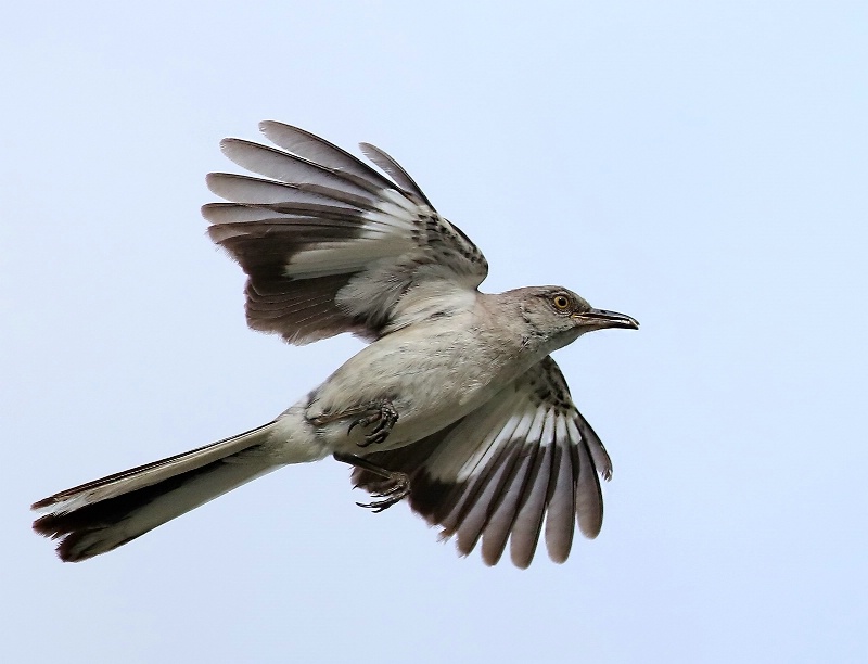 Mockingbird In Flight
