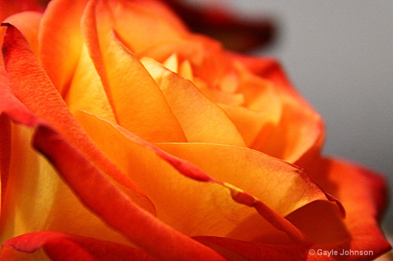 Yellow  Orange Rose