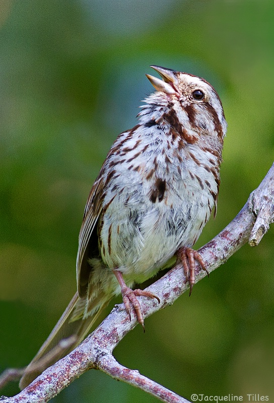 Song Sparrow - ID: 13990684 © Jacqueline A. Tilles