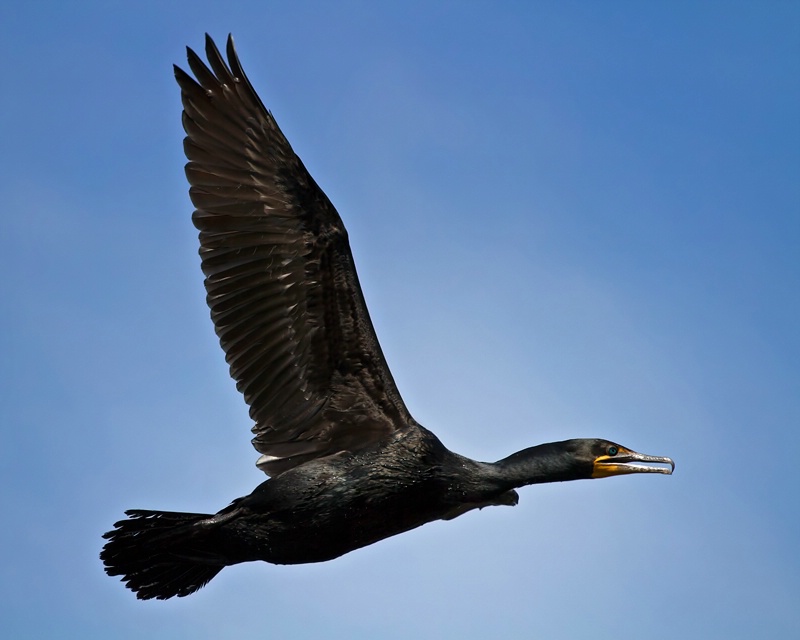 Flight of the Cormorant