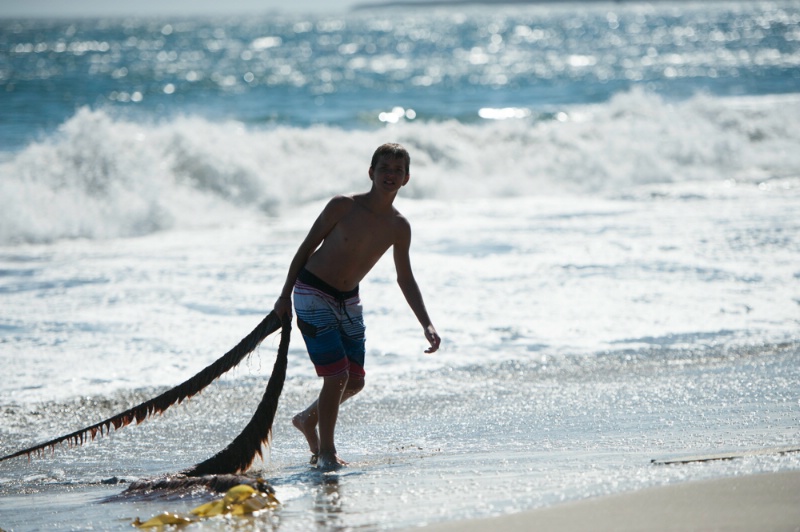 Young boy pulls Kelp out of the ocean.