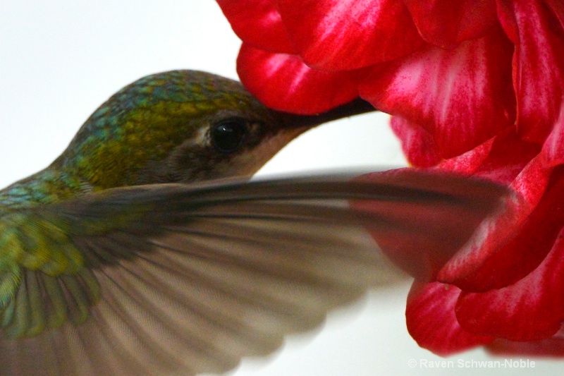 Ruby~Throated Hummingbird062813 026     - ID: 13993500 © Raven Schwan-Noble