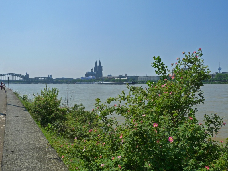 Cologne on the Rhine River
