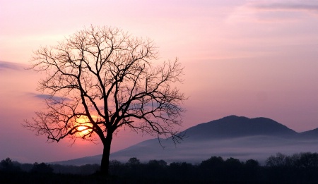 The Tree On Johnson's Farm