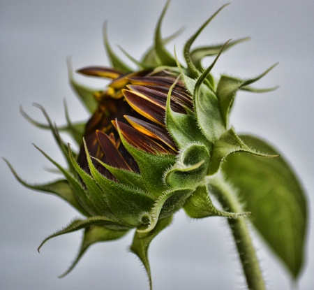 Sunflower Profile