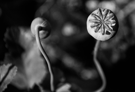 Poppies