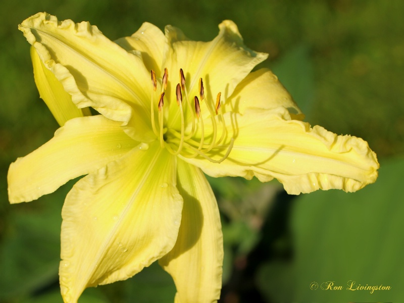 Hybrid Daylily