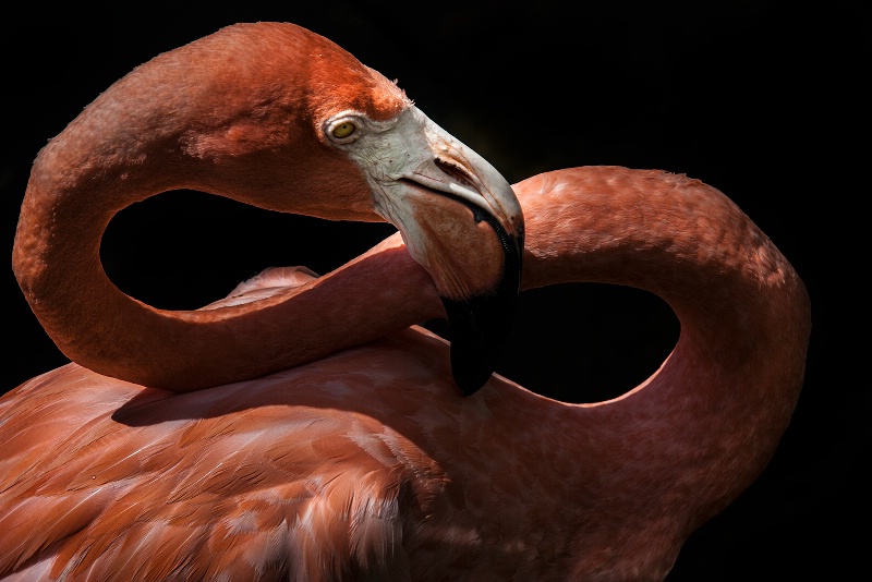 Graceful Flamingo