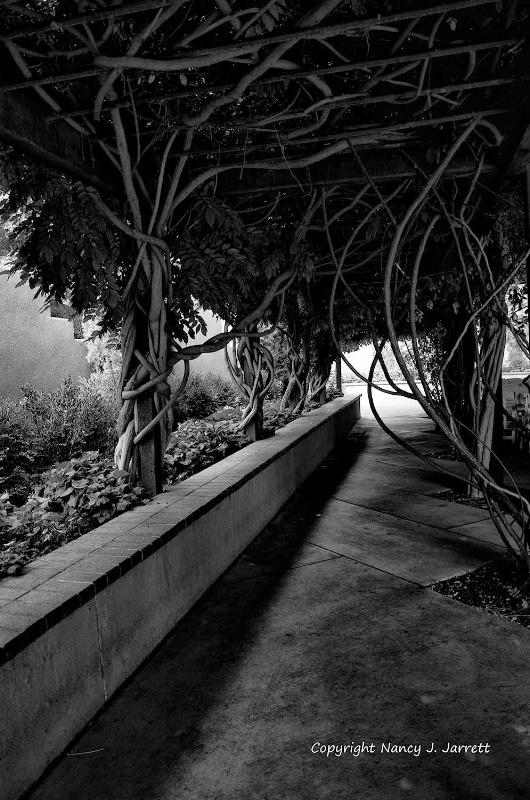 arbor in black and white image dsc8059