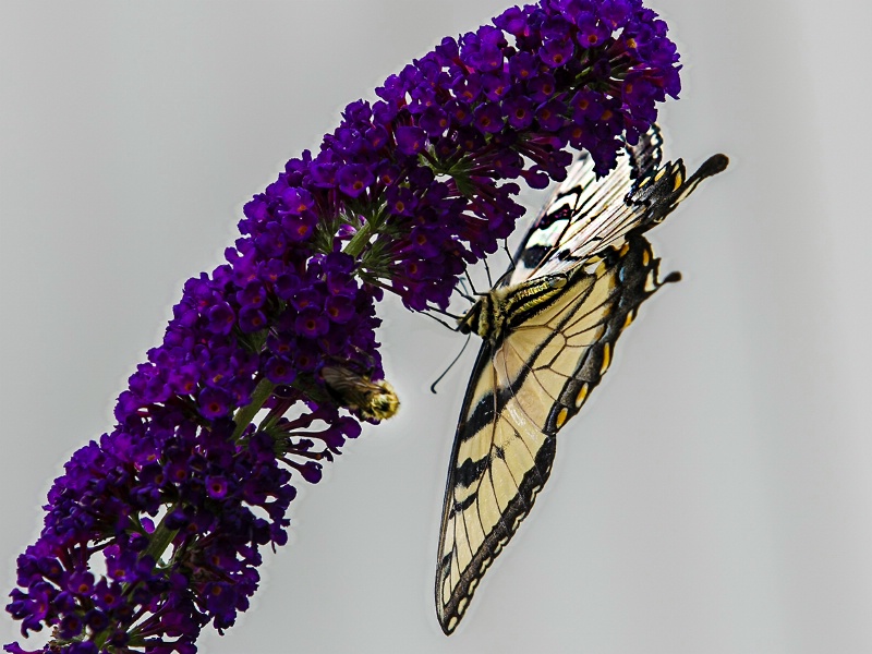 Tiger Swallowtail in Butterfly Bush