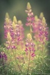 Spring Flowers
