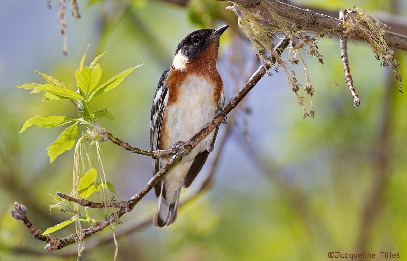Bay-breasted Warbler - ID: 13998116 © Jacqueline A. Tilles