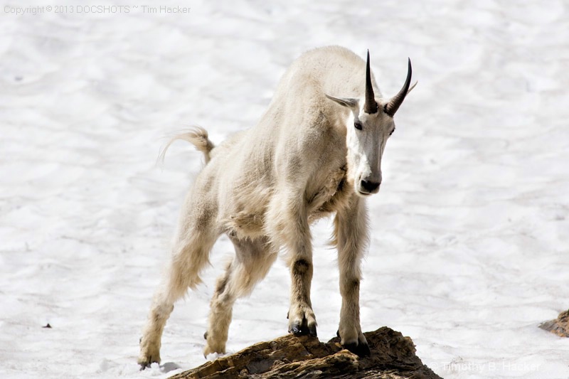 Glacier Goat