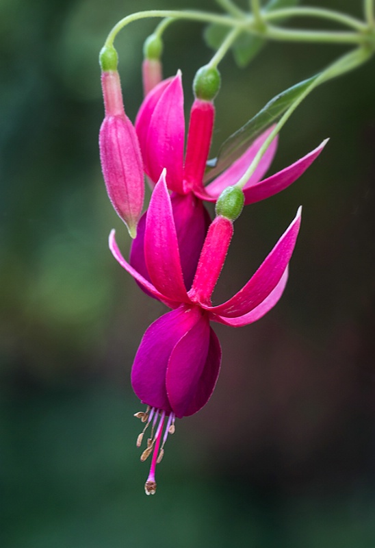 Fuchsia