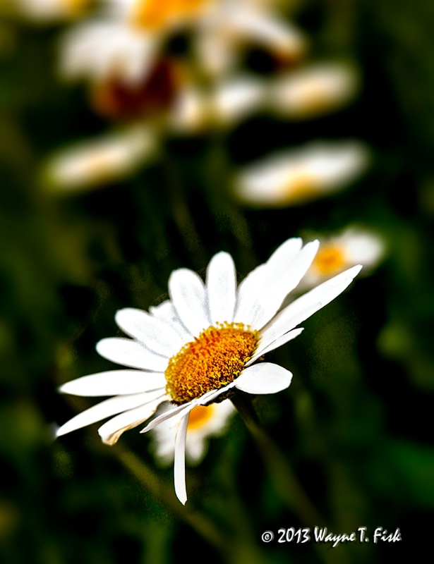 Daisy in the Wind