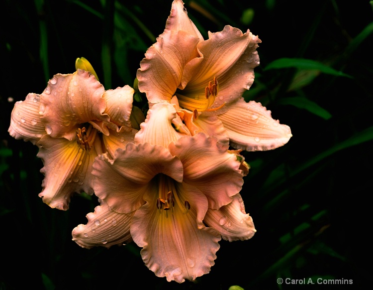 Trio of Lilies