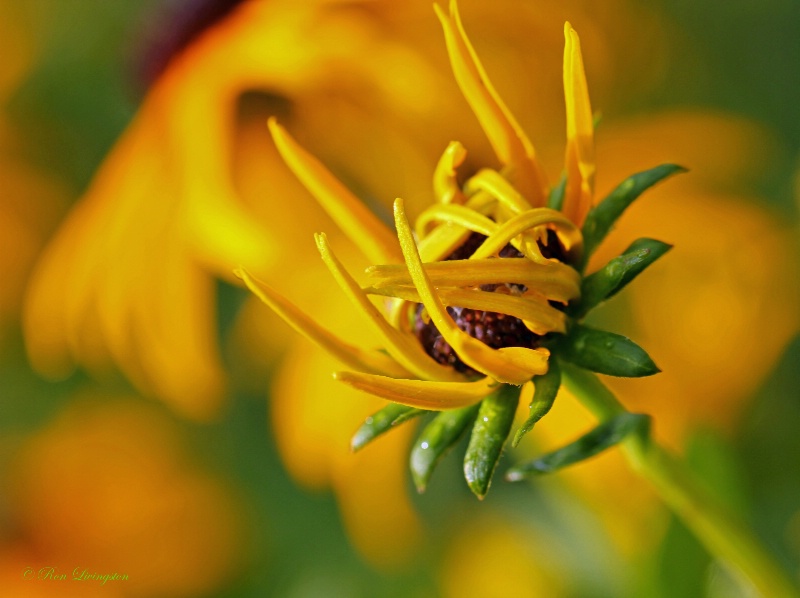 Black Eyed Susan