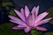 Pink Water Lily